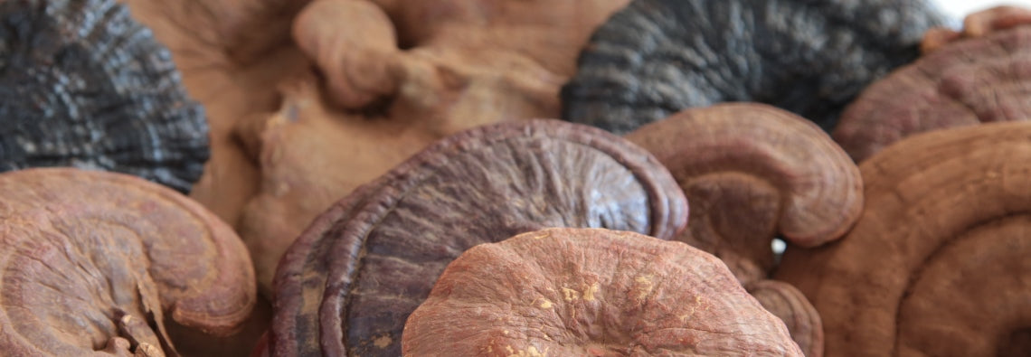 Reishi
